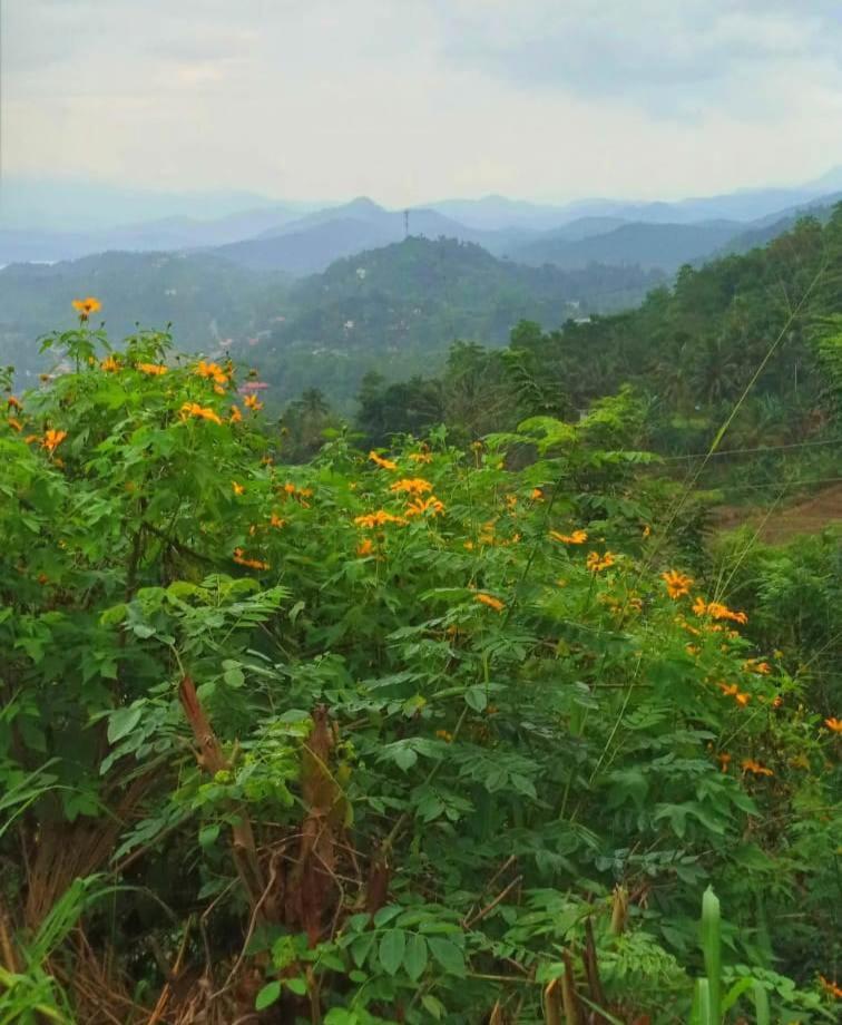 Kandy Ivy Mountain View Resort Kültér fotó
